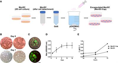 Semipermeable Cellulose Beads Allow Selective and Continuous Release of Small Extracellular Vesicles (sEV) From Encapsulated Cells